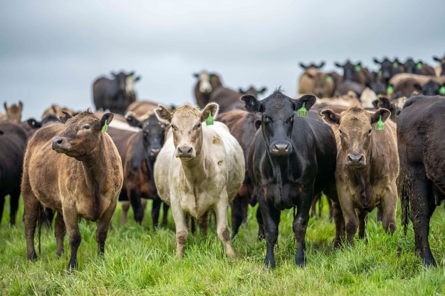 cows on a farm